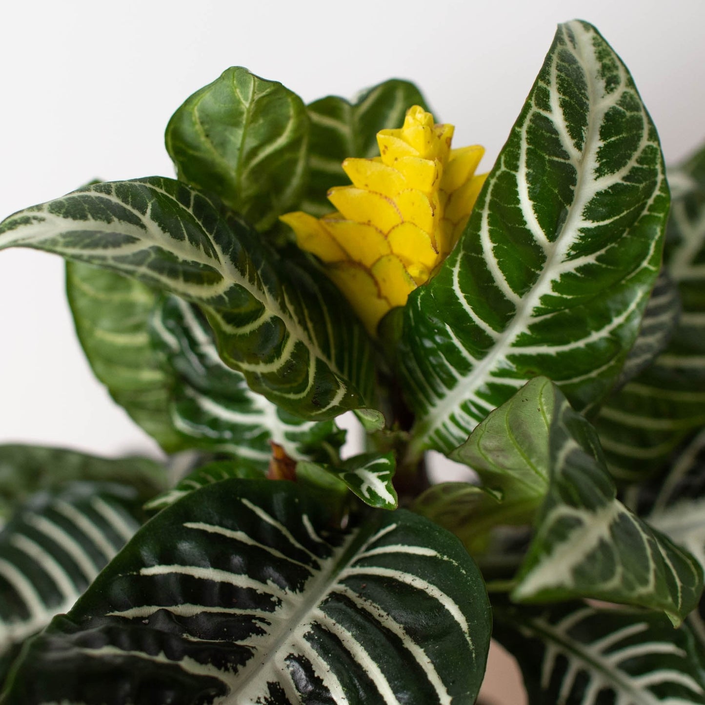 Aphelandra 'Zebra' Indoor Plant - Mental Houseplants™