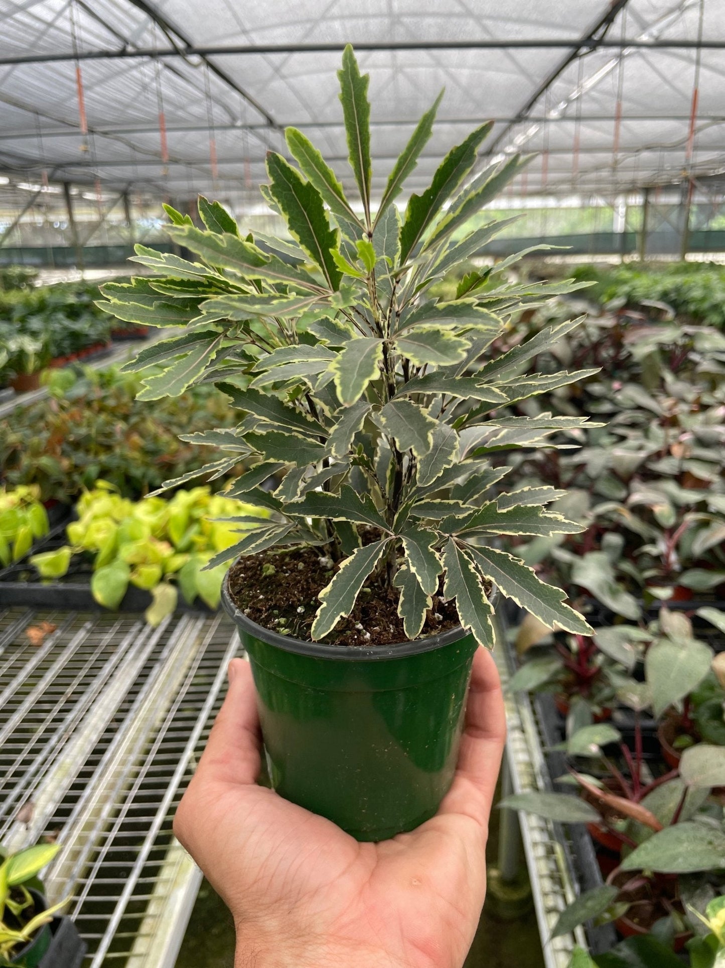 Aralia 'Bianca' Indoor Plant - Mental Houseplants™