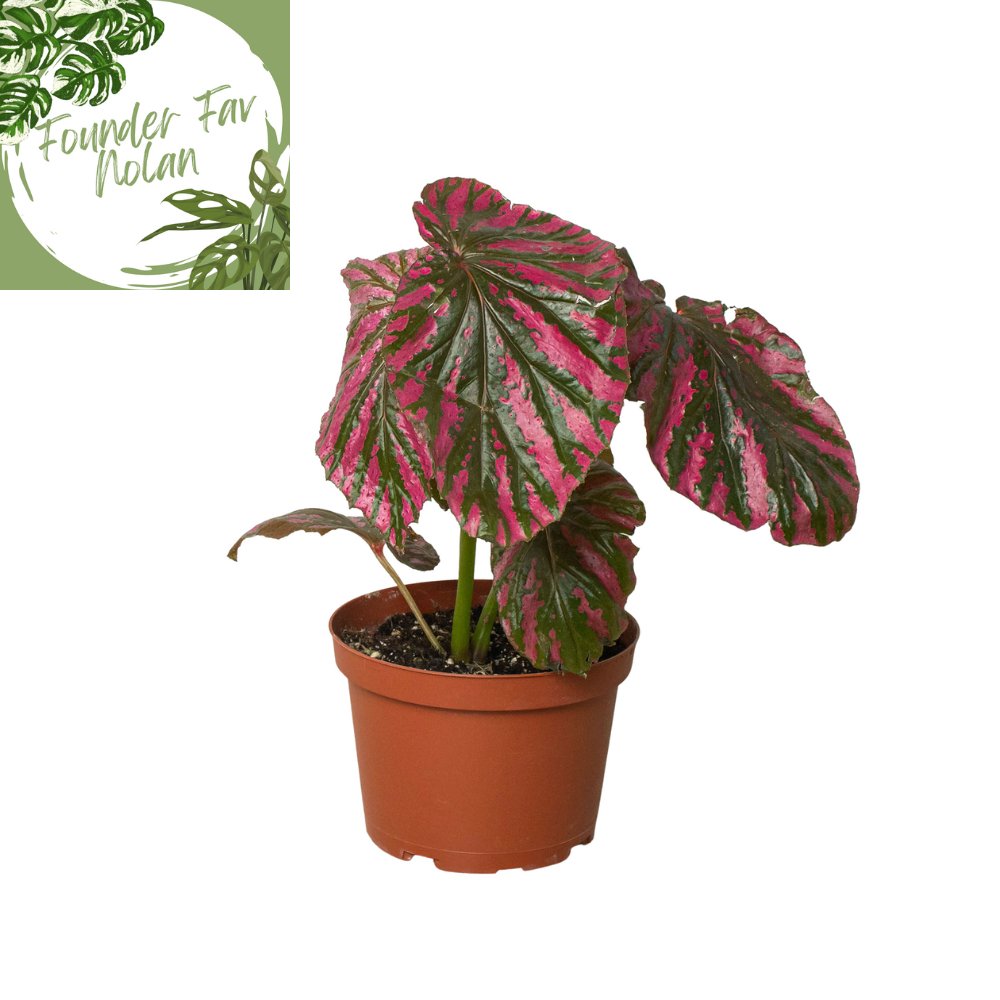 Begonia 'Exotica' Indoor Plant - Mental Houseplants™