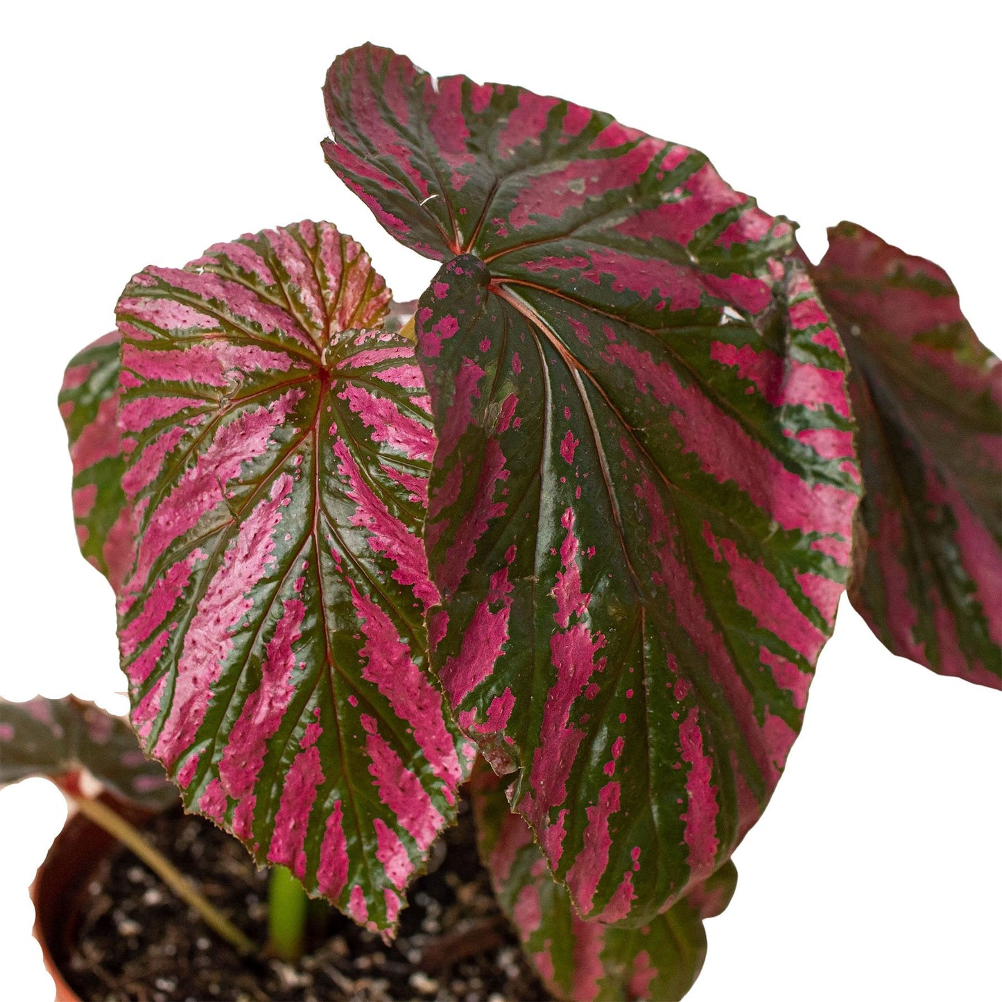 Begonia 'Exotica' Indoor Plant - Mental Houseplants™