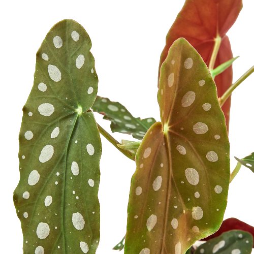 Begonia 'Polka Dot' Indoor Plant - Mental Houseplants™