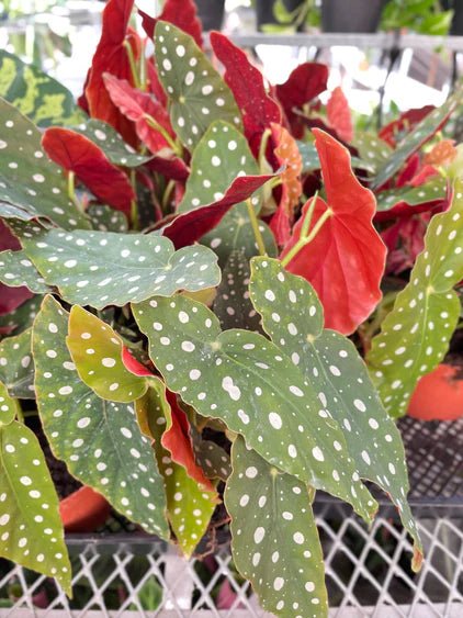 Begonia 'Polka Dot' Indoor Plant - Mental Houseplants™