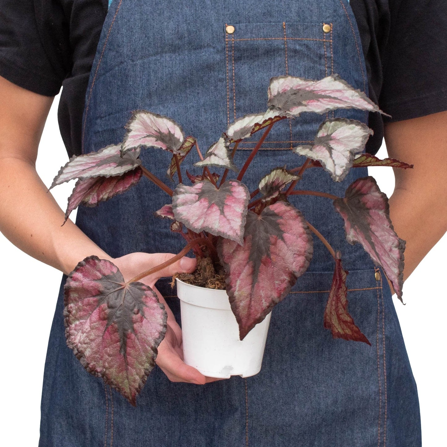 Begonia 'Rex' Indoor Plant - Mental Houseplants™