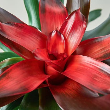Bromeliad 'Medusa' Indoor Plant - Mental Houseplants™