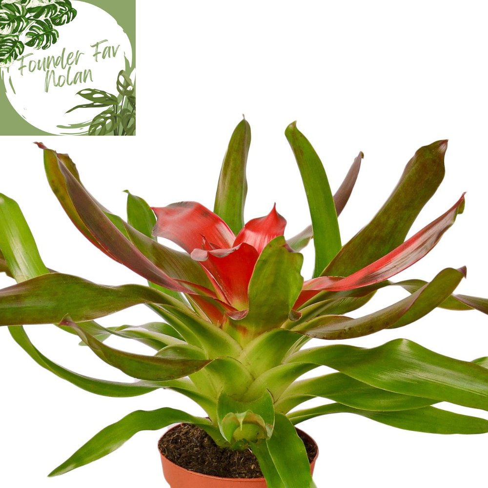 Bromeliad 'Medusa' Indoor Plant - Mental Houseplants™
