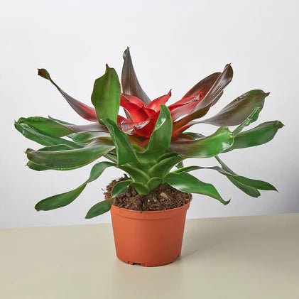 Bromeliad 'Medusa' Indoor Plant - Mental Houseplants™