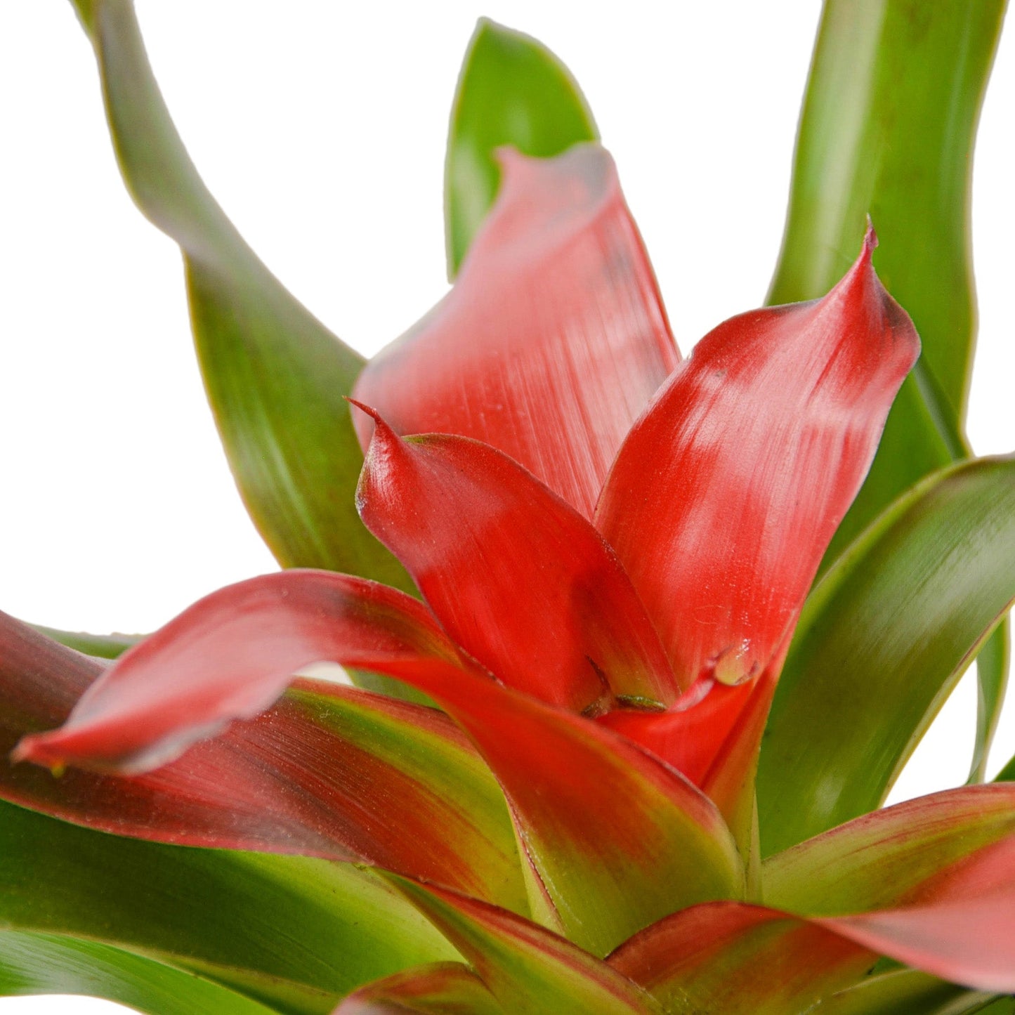 Bromeliad 'Medusa' Indoor Plant - Mental Houseplants™