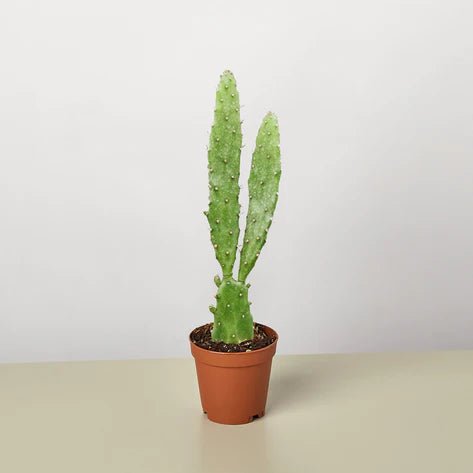 Cactus 'Drooping Prickly Pear' Indoor Plant - Mental Houseplants™
