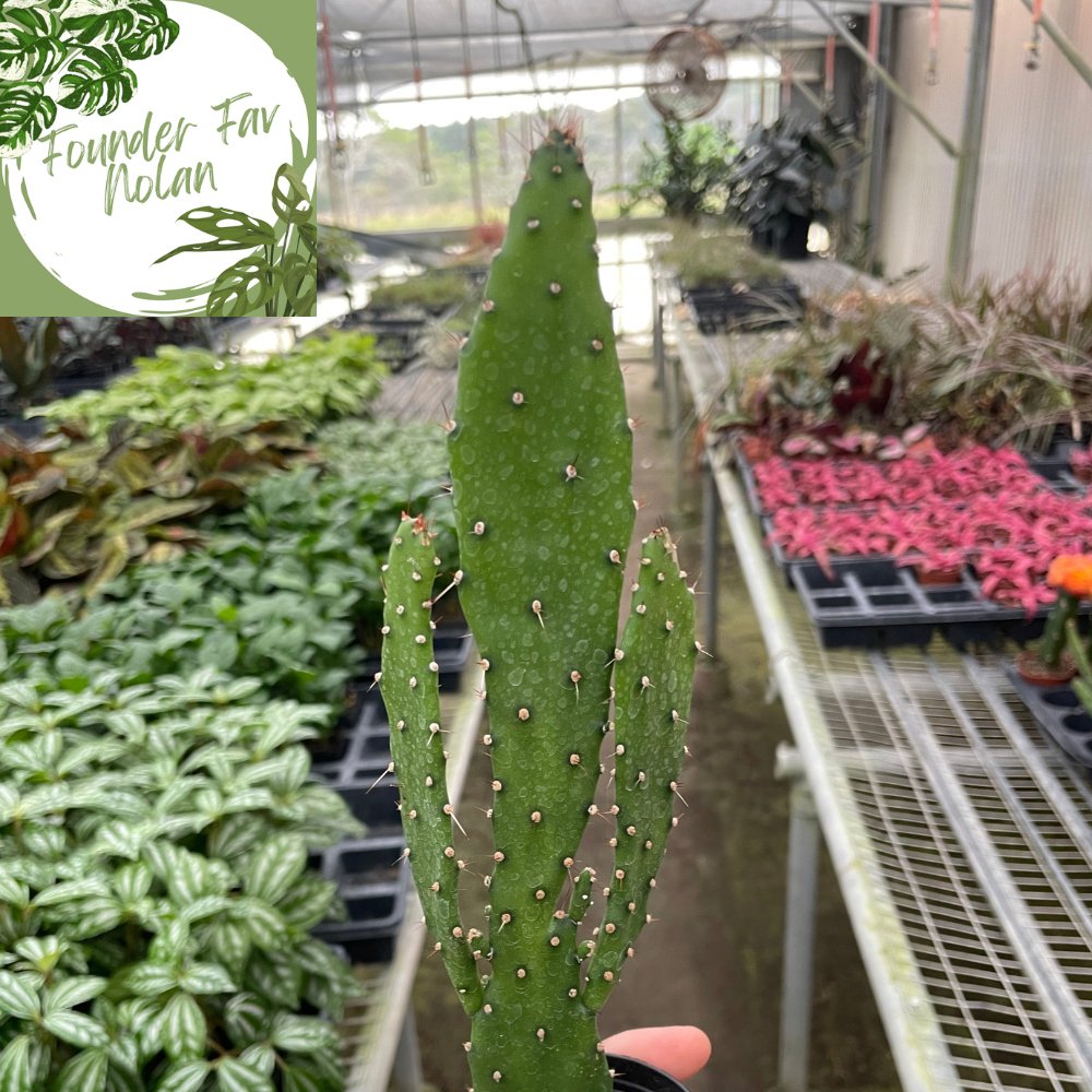 Cactus 'Drooping Prickly Pear' Indoor Plant - Mental Houseplants™