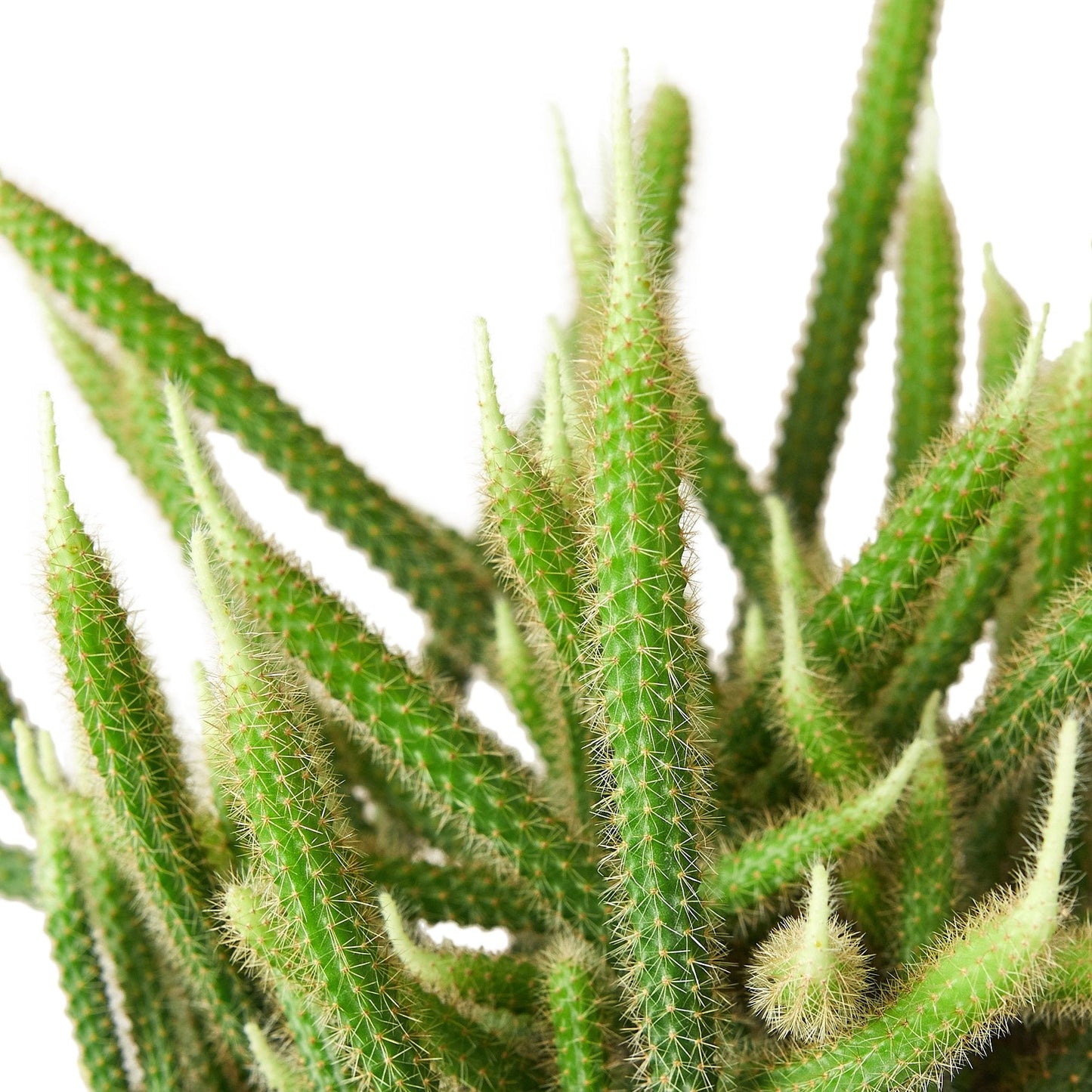 Cactus 'Rat Tail' Indoor Plant - Mental Houseplants™