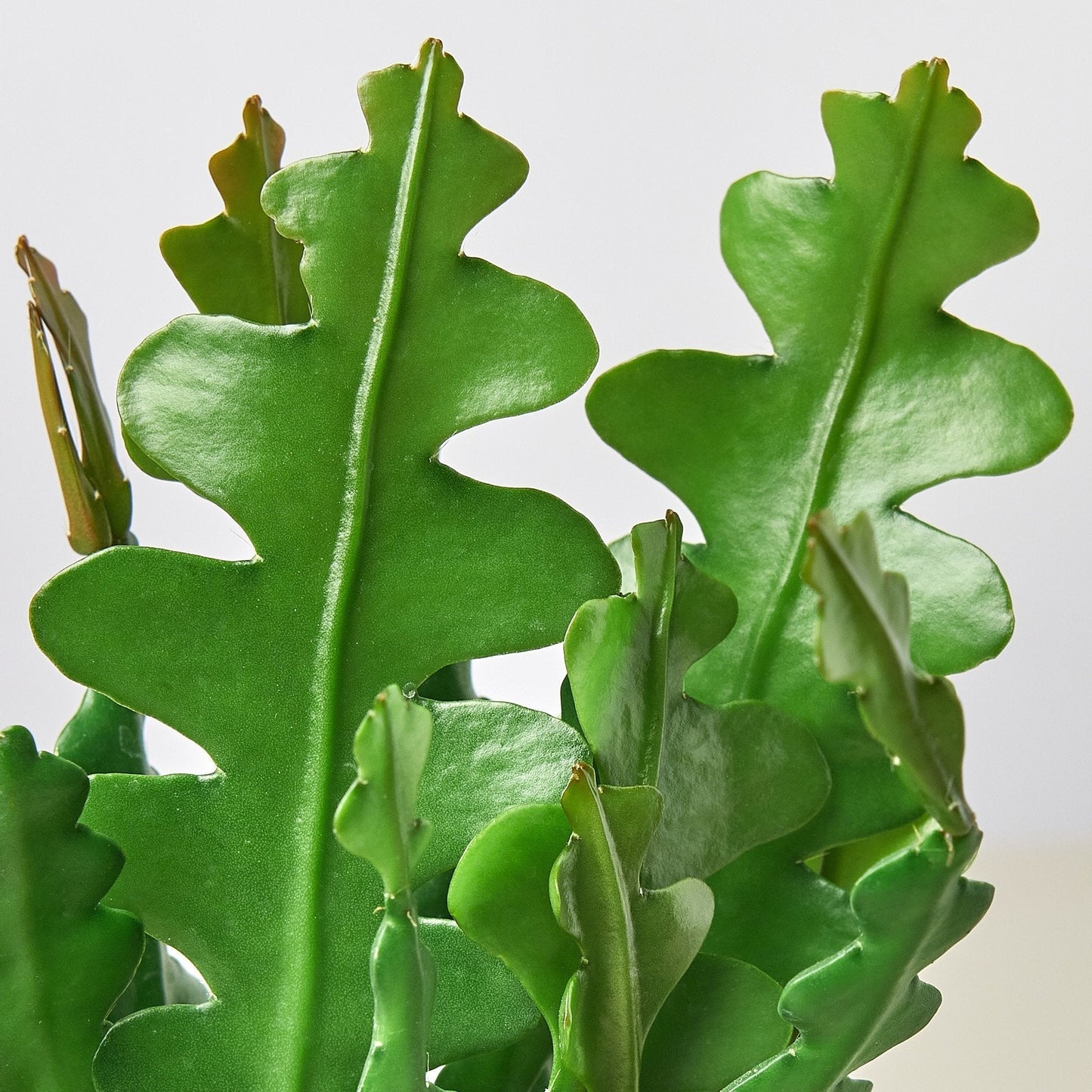 Cactus 'Ric Rac' Indoor Plant - Mental Houseplants™