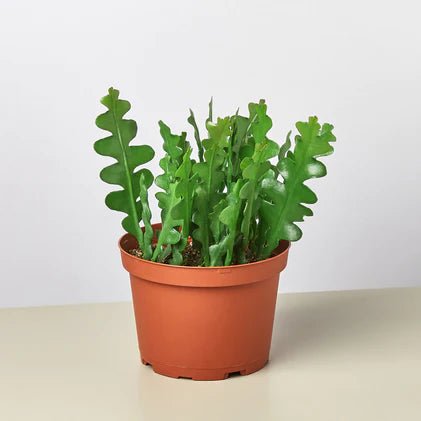 Cactus 'Ric Rac' Indoor Plant - Mental Houseplants™