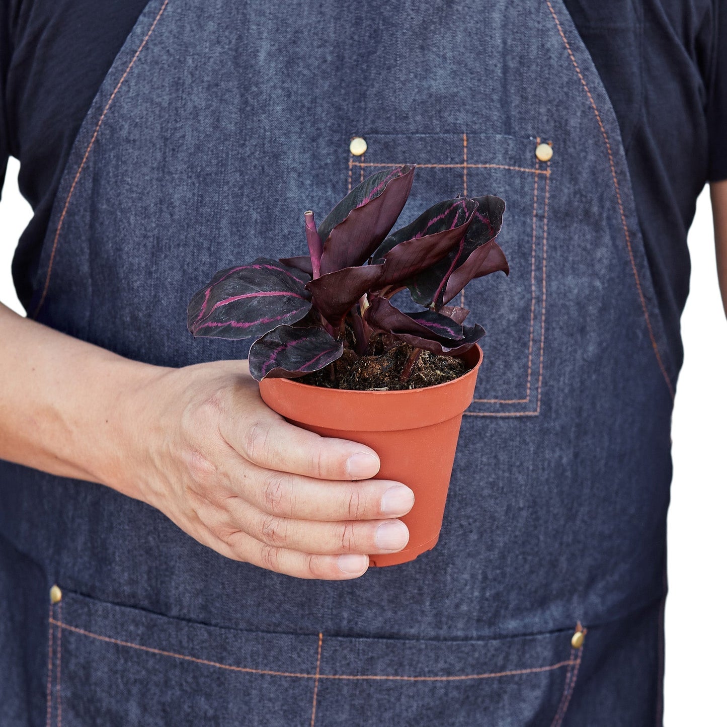 Calathea 'Dottie' Indoor Plant - Mental Houseplants™