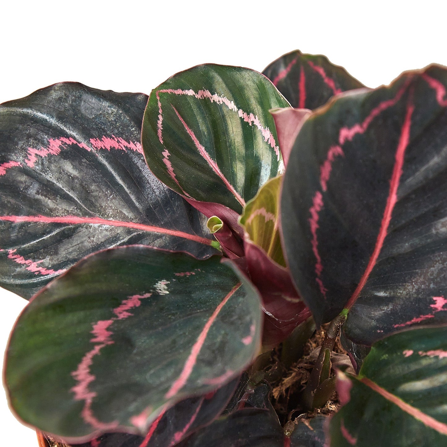Calathea 'Dottie' Indoor Plant - Mental Houseplants™