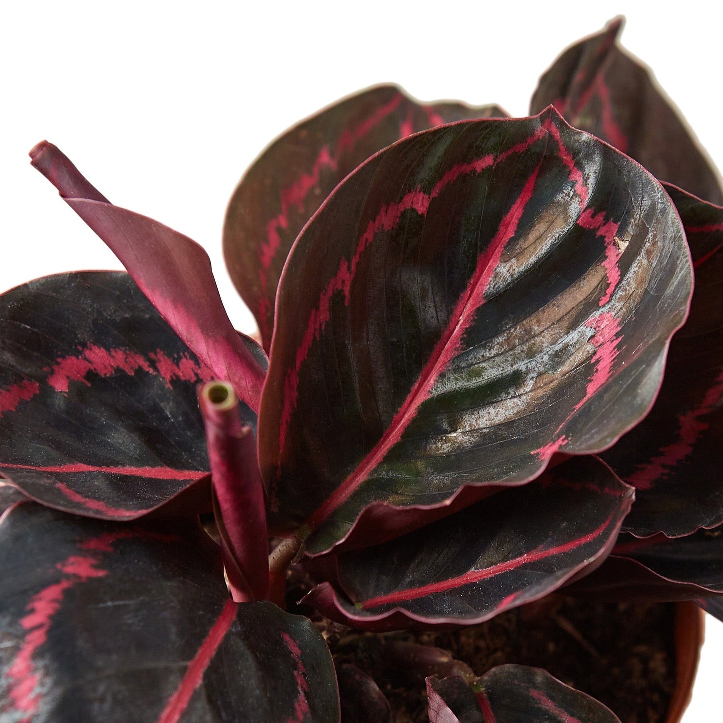 Calathea 'Dottie' Indoor Plant - Mental Houseplants™