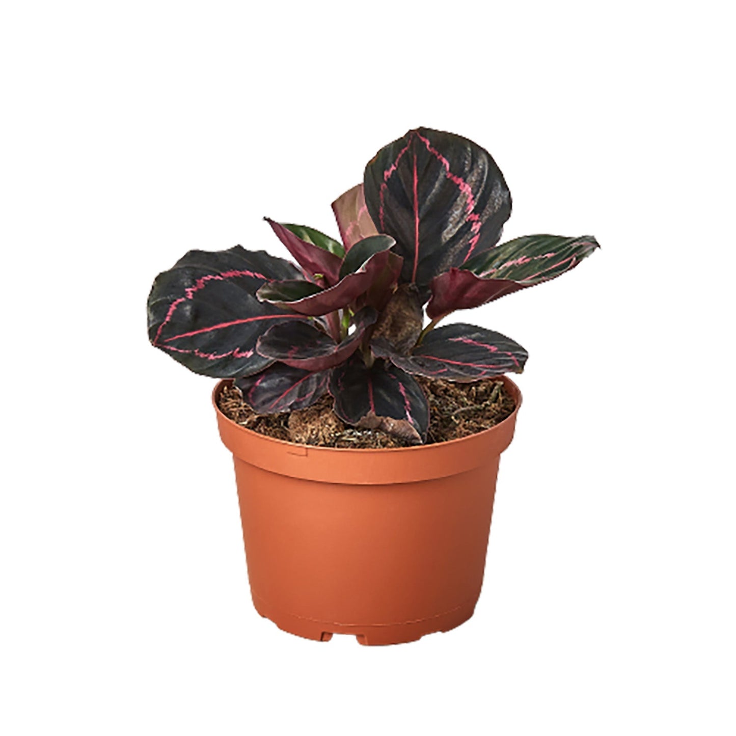 Calathea 'Dottie' Indoor Plant - Mental Houseplants™