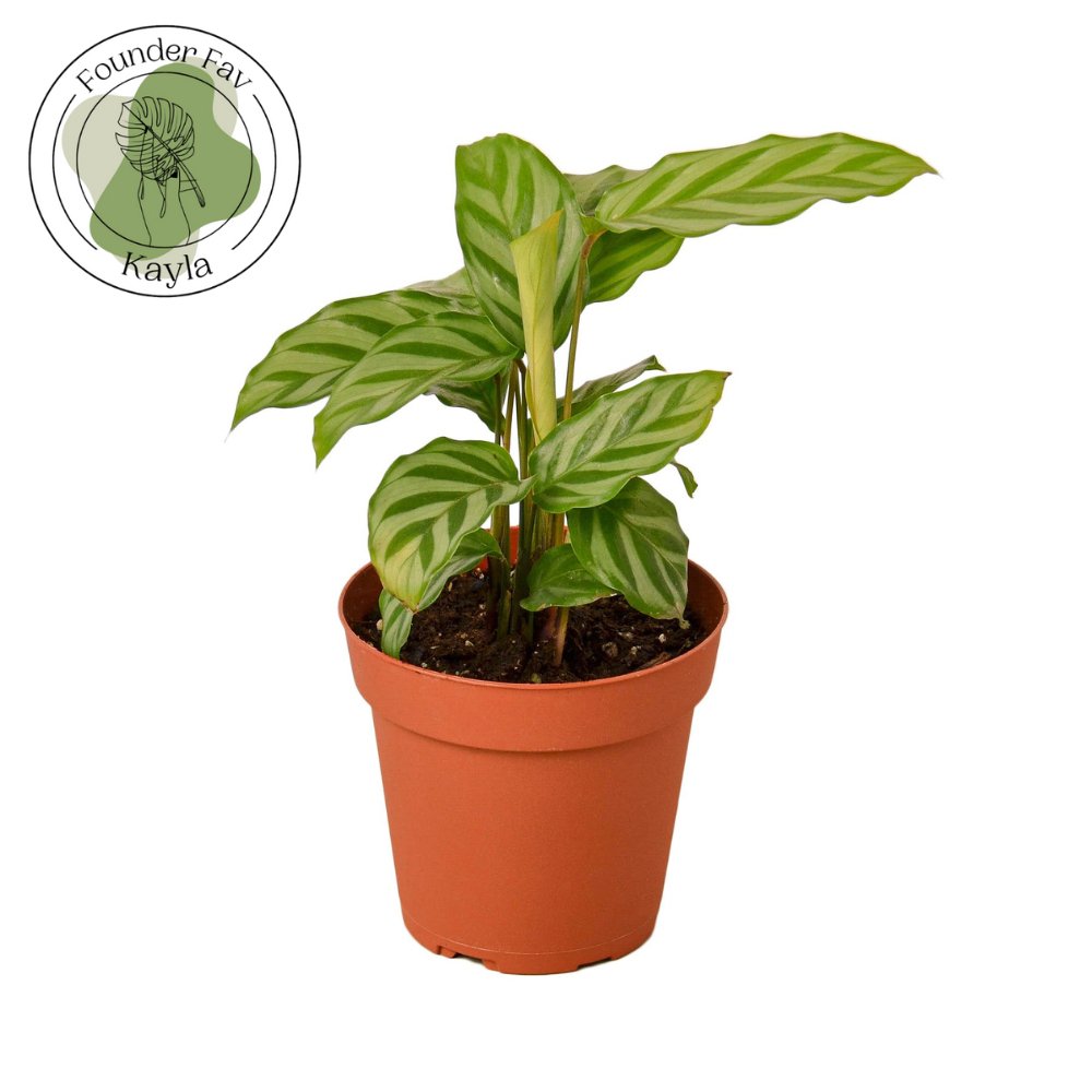 Calathea 'Freddie' Indoor Plant - Mental Houseplants™