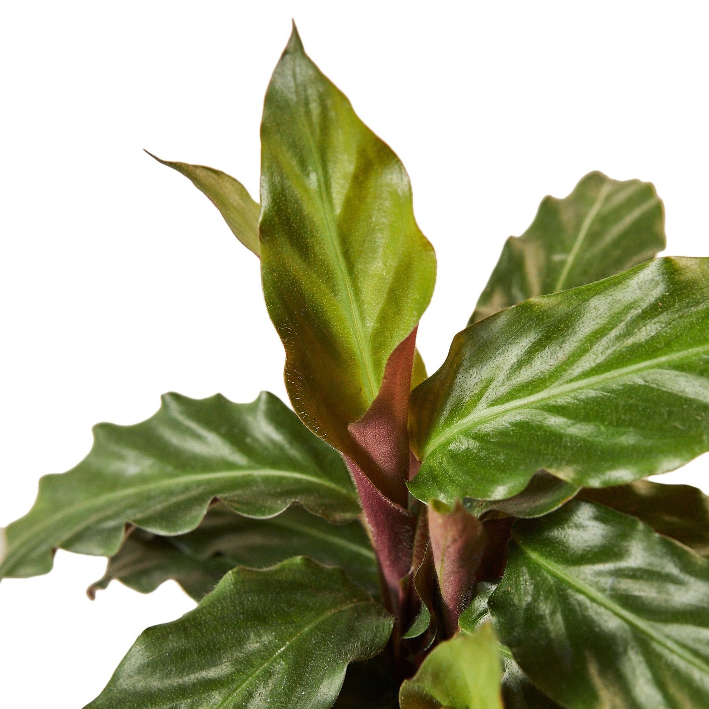 Calathea 'Furry Feather' Indoor Plant - Mental Houseplants™
