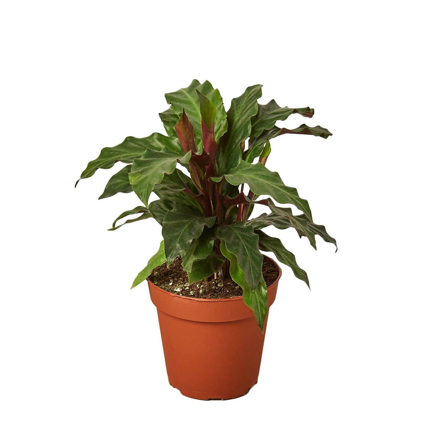 Calathea 'Furry Feather' Indoor Plant - Mental Houseplants™