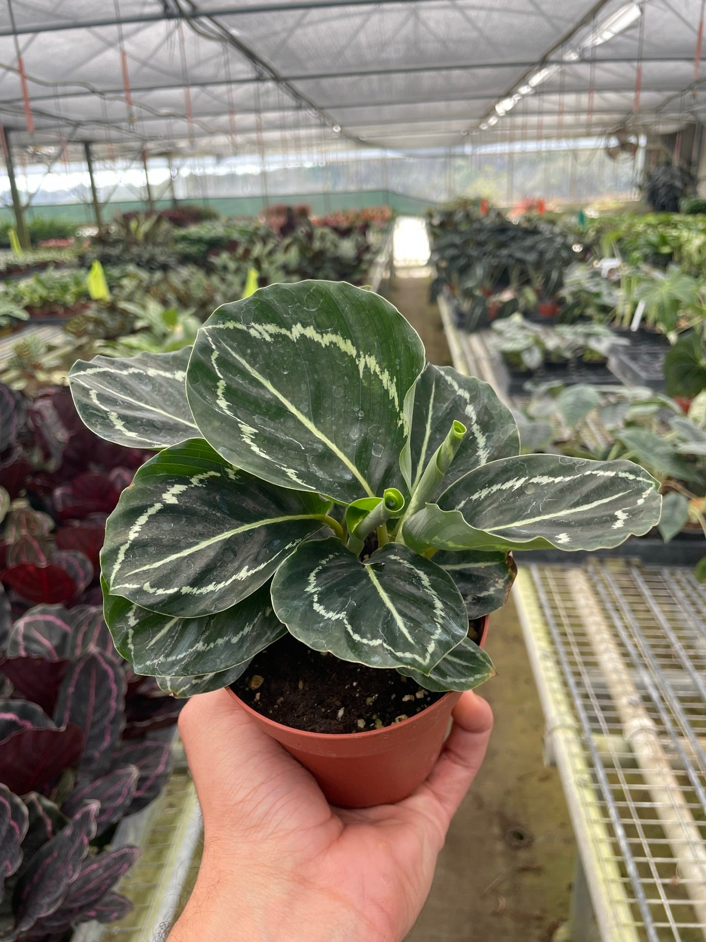 Calathea 'Green Goddess' Indoor Plant - Mental Houseplants™