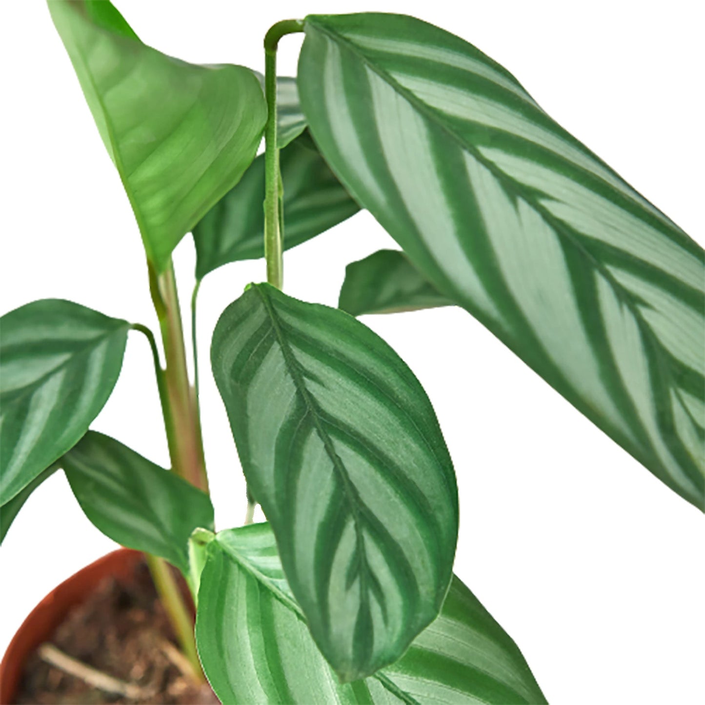 Calathea 'Grey Star' Indoor Plant - Mental Houseplants™