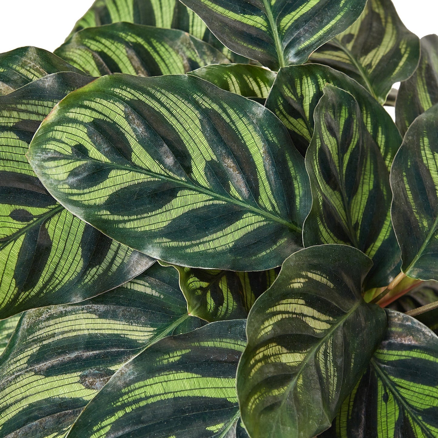 Calathea 'Makoyana' Indoor Plant - Mental Houseplants™
