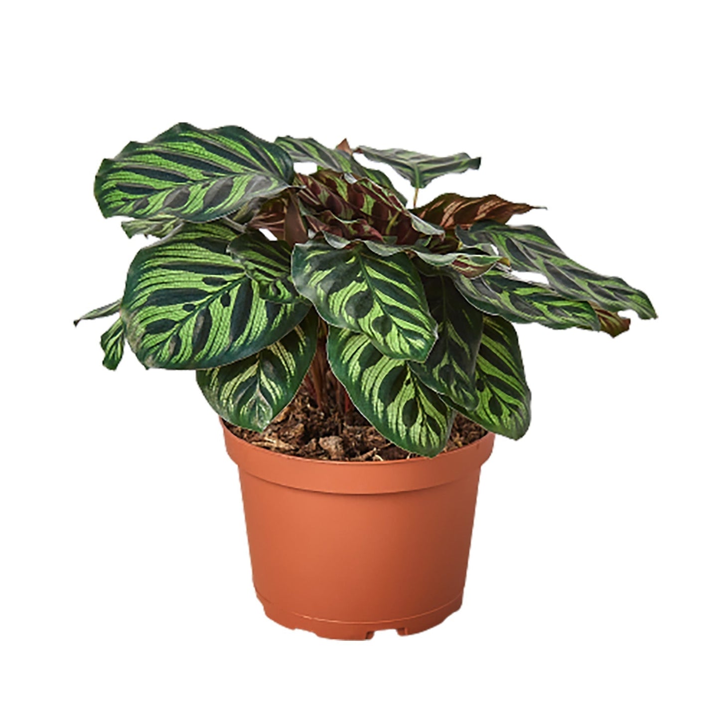 Calathea 'Makoyana' Indoor Plant - Mental Houseplants™