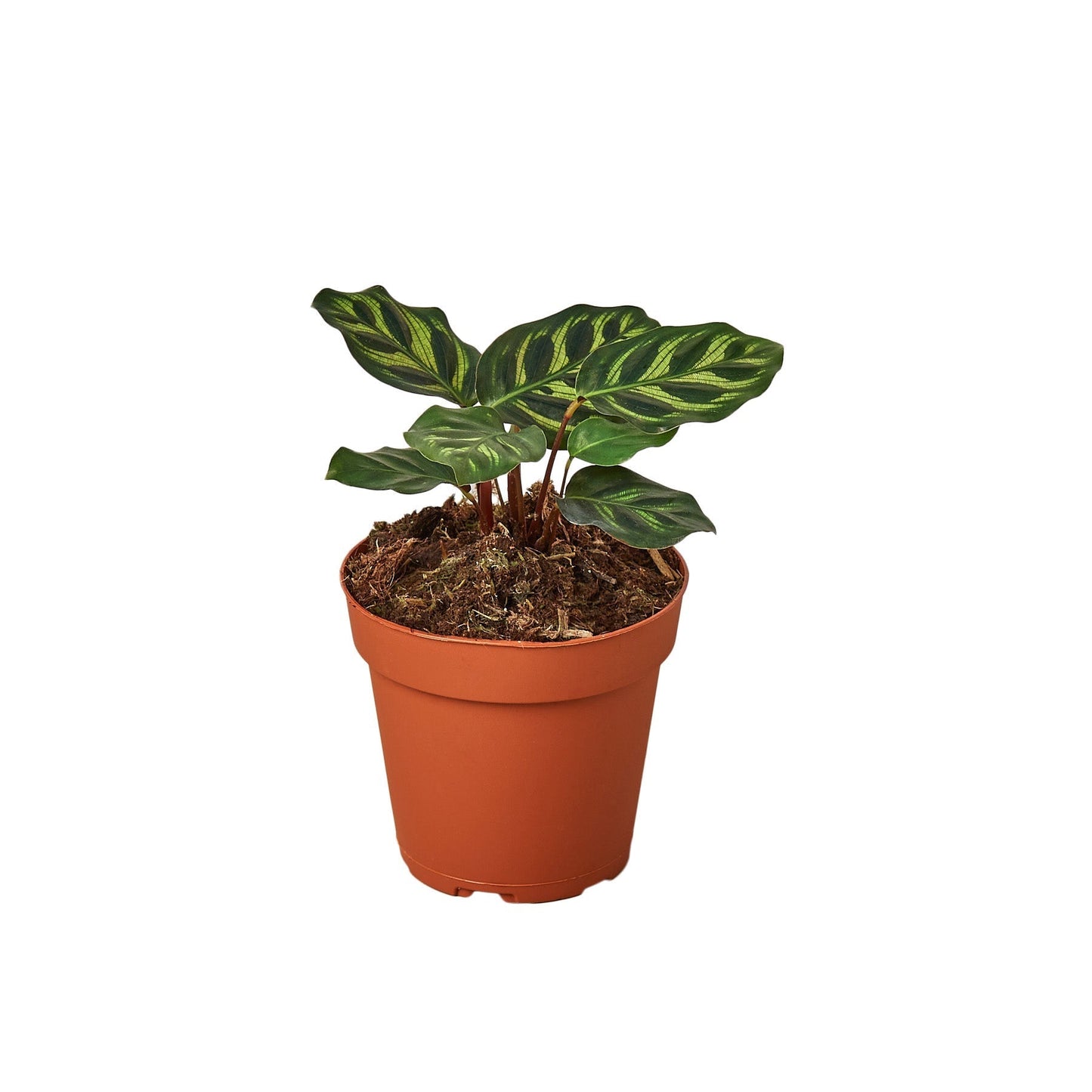 Calathea 'Makoyana' Indoor Plant - Mental Houseplants™