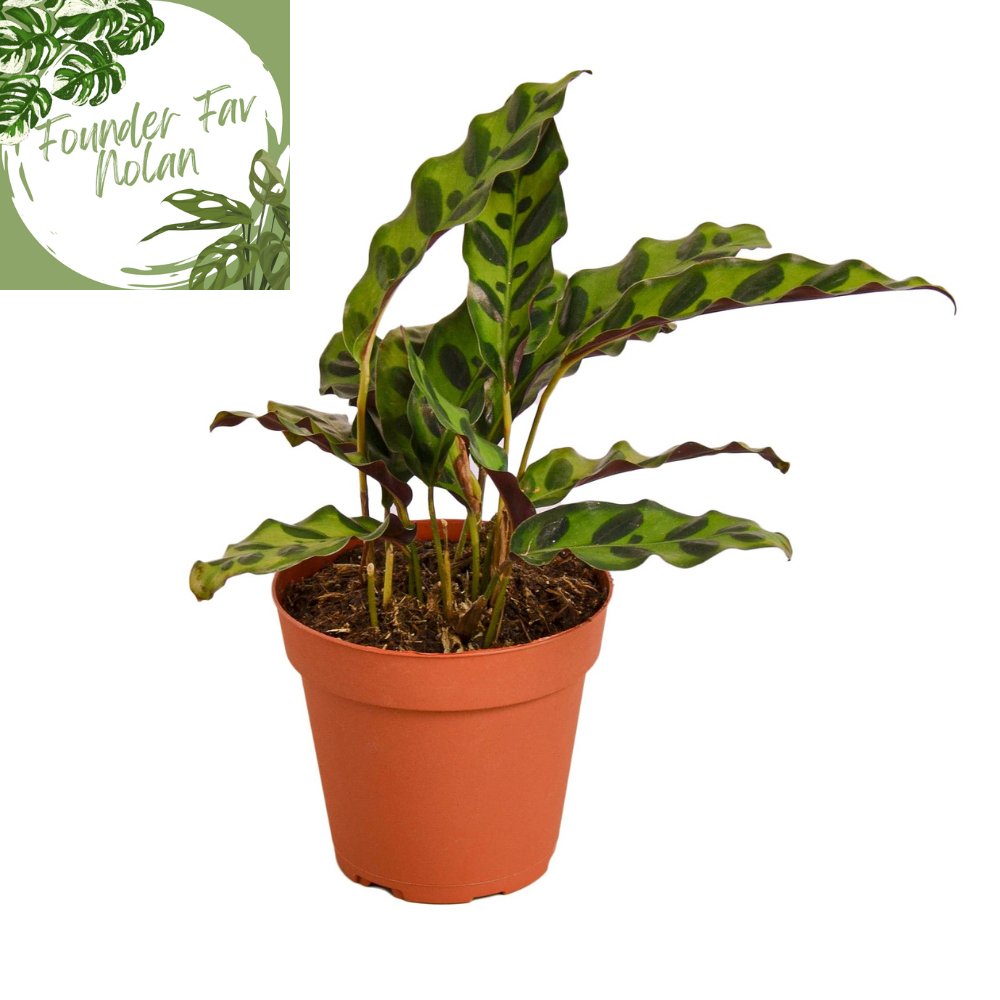 Calathea 'Rattlesnake' Indoor Plant - Mental Houseplants™