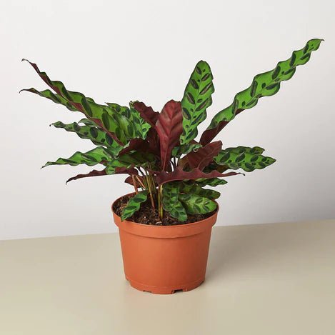 Calathea 'Rattlesnake' Indoor Plant - Mental Houseplants™