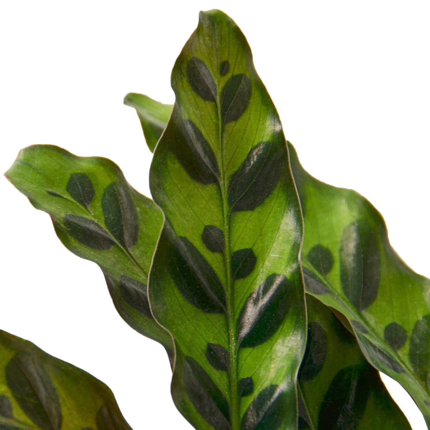 Calathea 'Rattlesnake' Indoor Plant - Mental Houseplants™