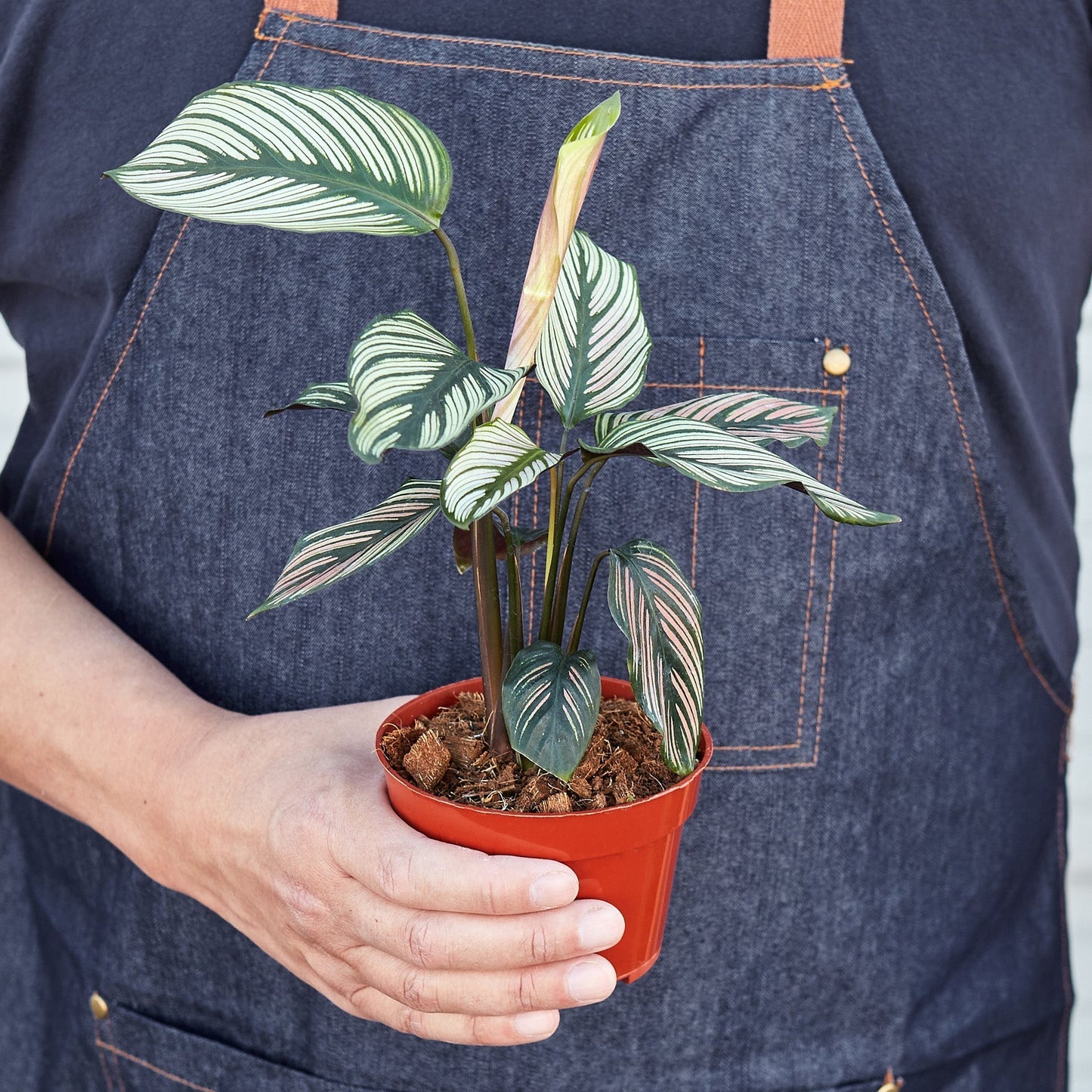 Calathea 'White Star' Indoor Plant - Mental Houseplants™