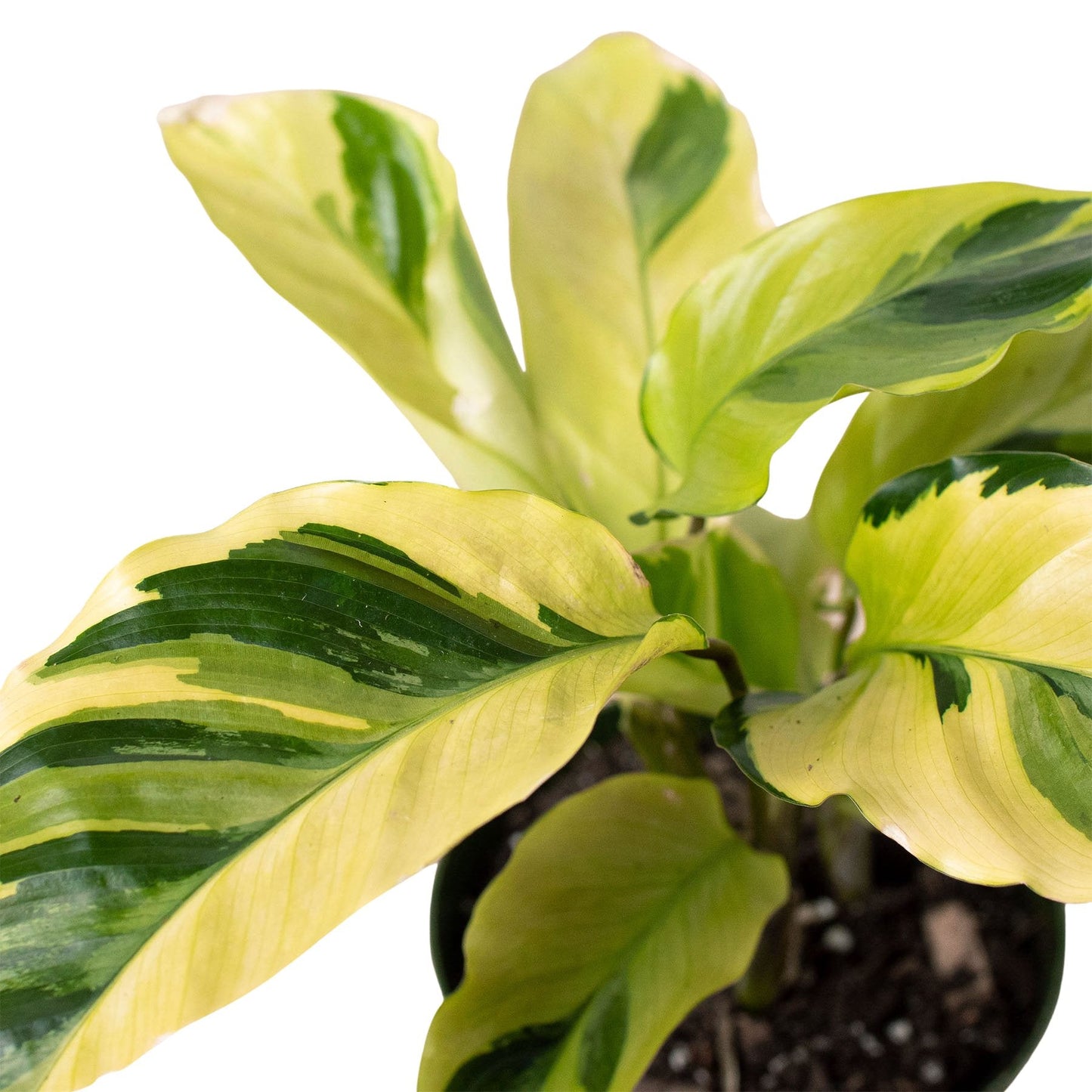 Calathea 'Yellow Fusion' Indoor Plant - Mental Houseplants™