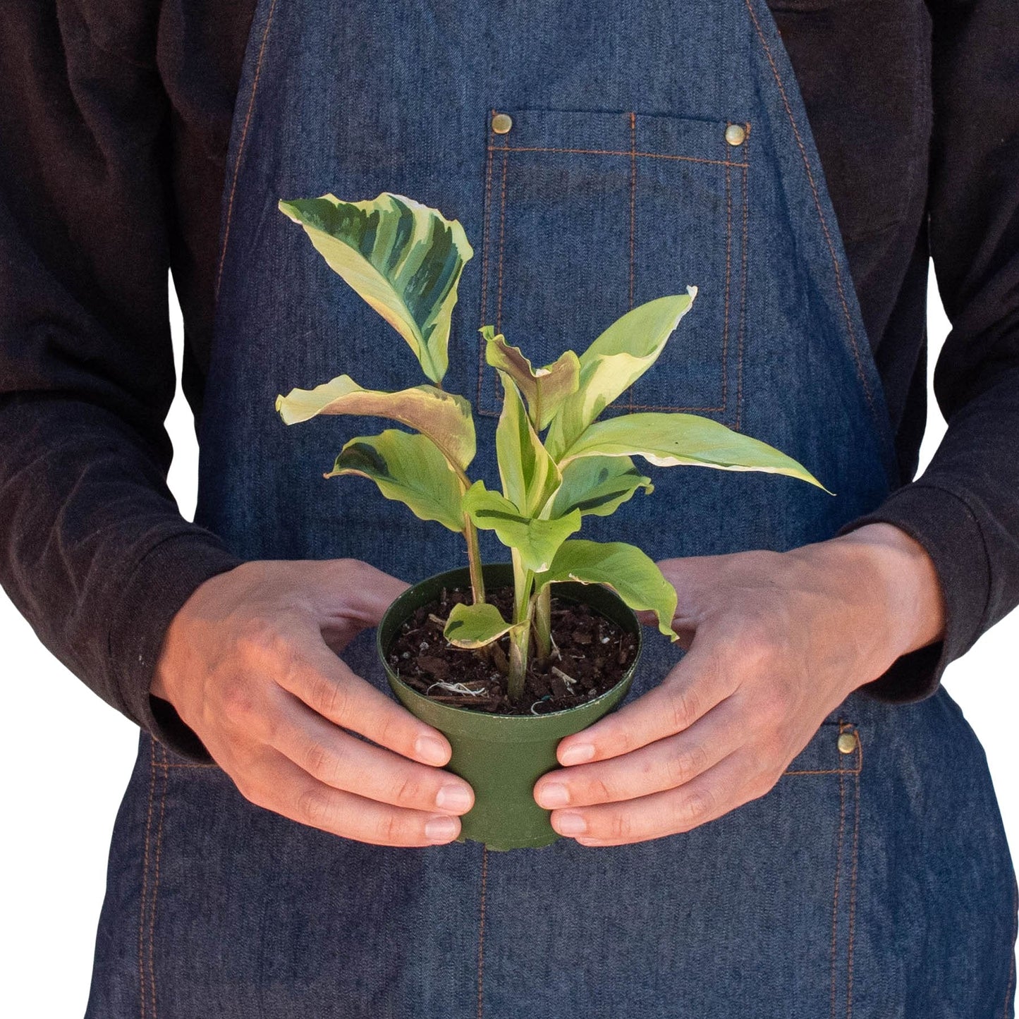 Calathea 'Yellow Fusion' Indoor Plant - Mental Houseplants™