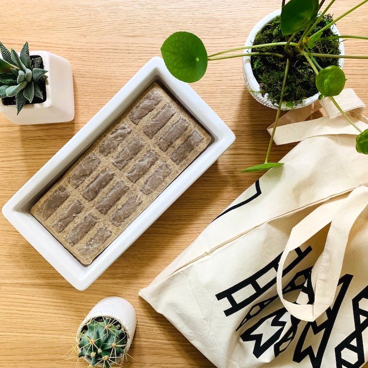 Ceramic Grow Tray Indoor Plant - Mental Houseplants™