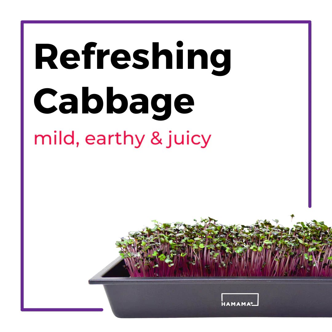 Ceramic Microgreen Starter Kit Indoor Plant - Mental Houseplants™
