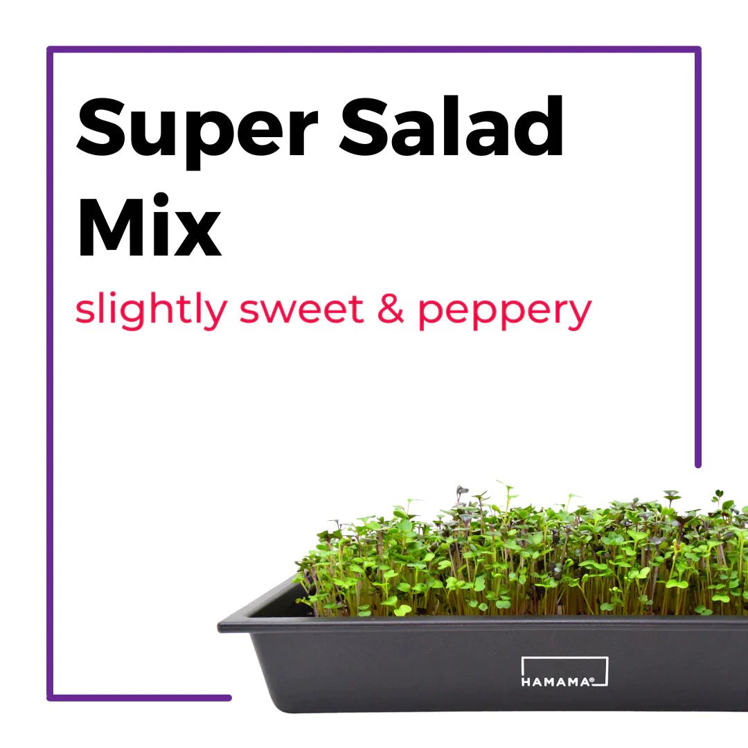Ceramic Microgreen Starter Kit Indoor Plant - Mental Houseplants™