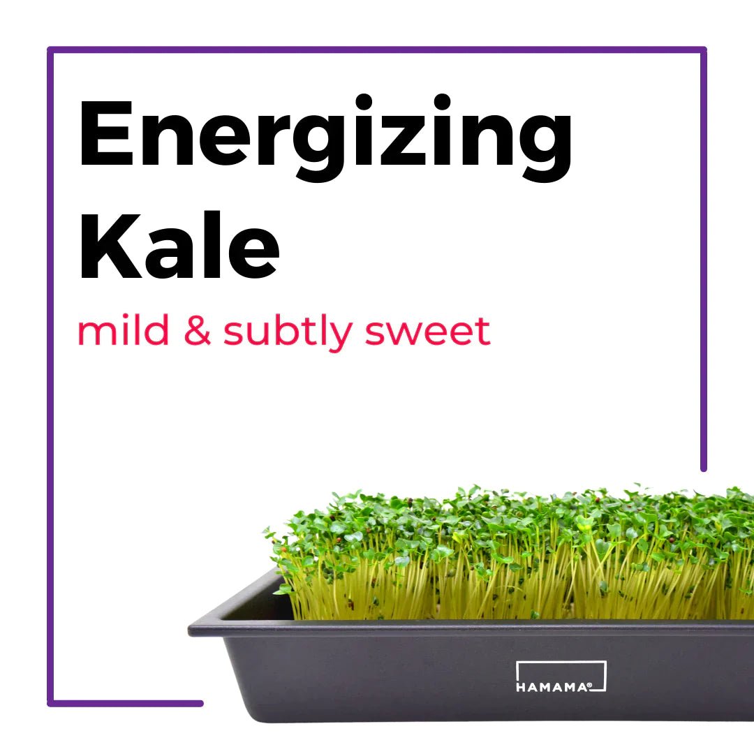 Ceramic Microgreen Starter Kit Indoor Plant - Mental Houseplants™