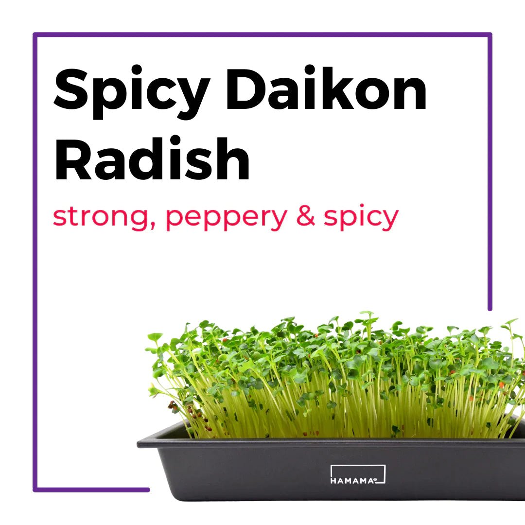 Ceramic Microgreen Starter Kit Indoor Plant - Mental Houseplants™
