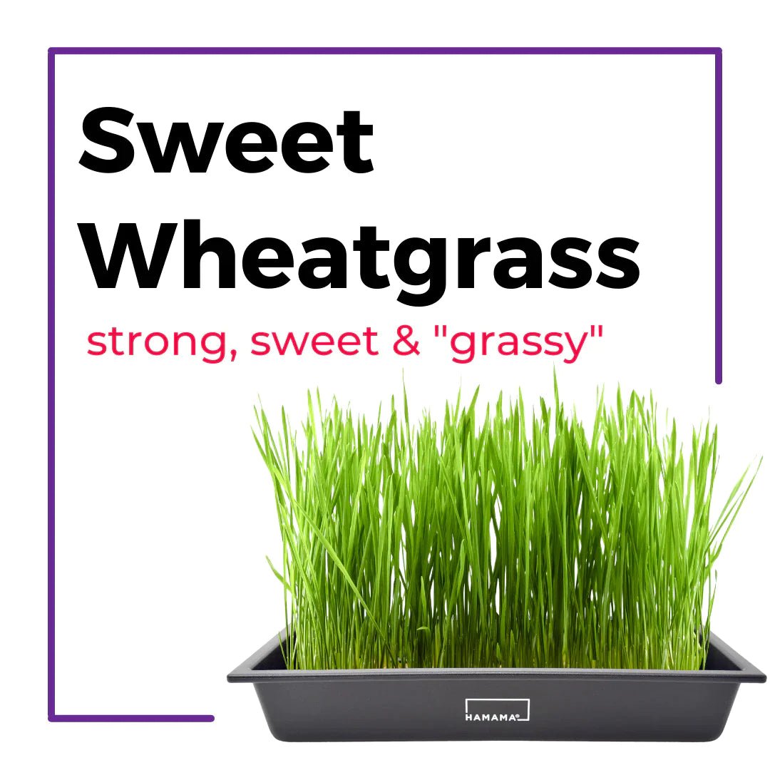 Ceramic Microgreen Starter Kit Indoor Plant - Mental Houseplants™