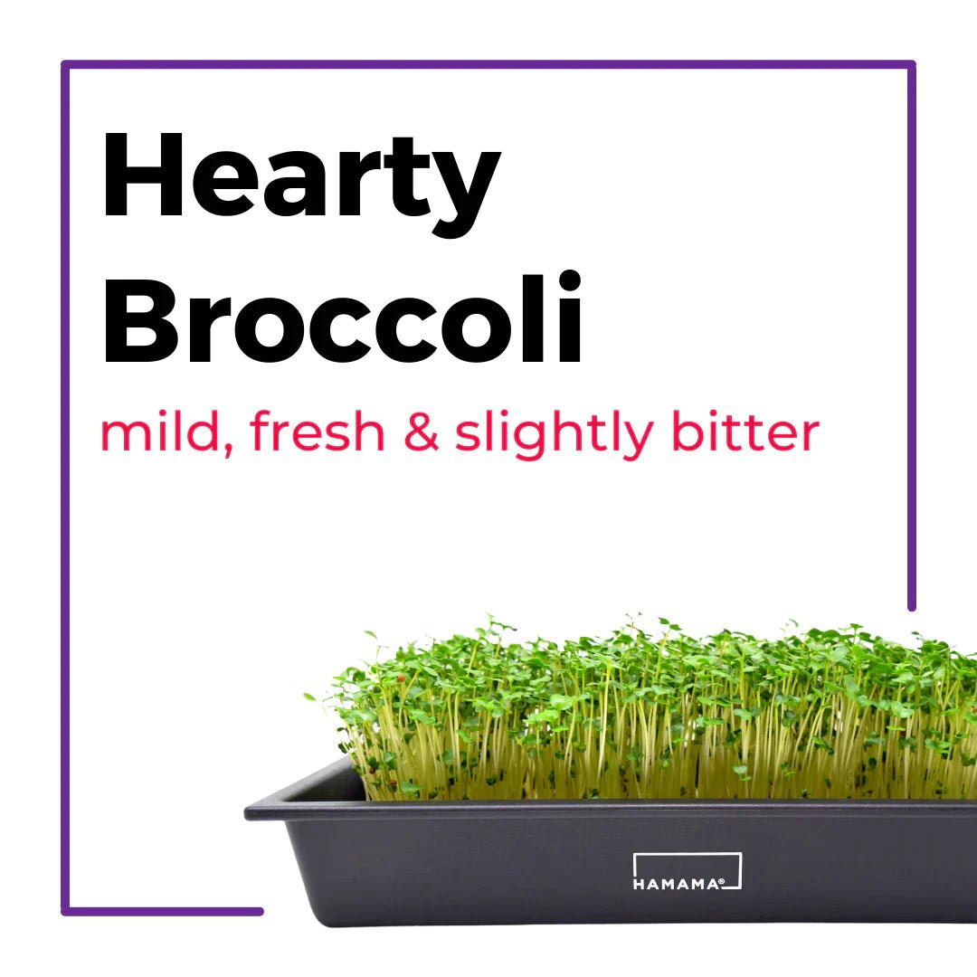 Ceramic Microgreen Starter Kit Indoor Plant - Mental Houseplants™