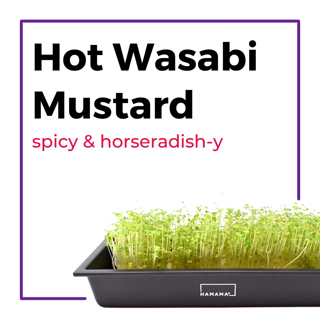 Ceramic Microgreen Starter Kit Indoor Plant - Mental Houseplants™