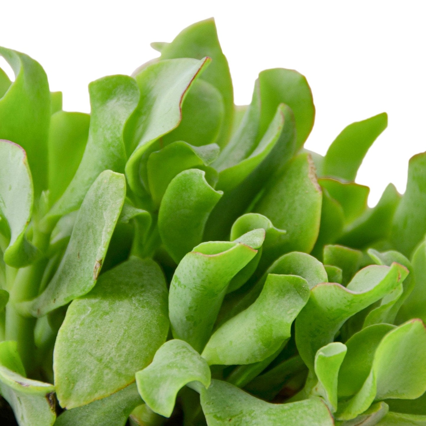 Crassula 'Ripple Jade' Indoor Plant - Mental Houseplants™