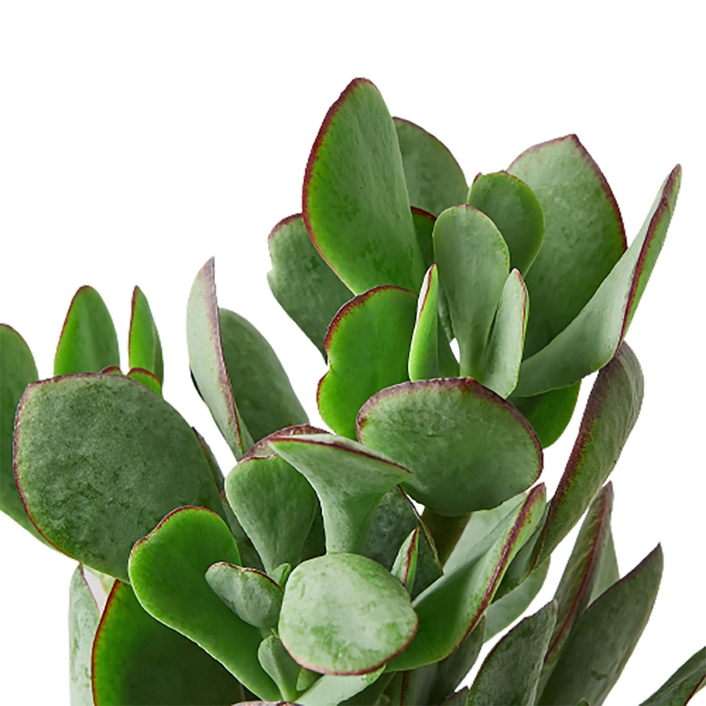 Crassula 'Silver Dollar' Indoor Plant - Mental Houseplants™