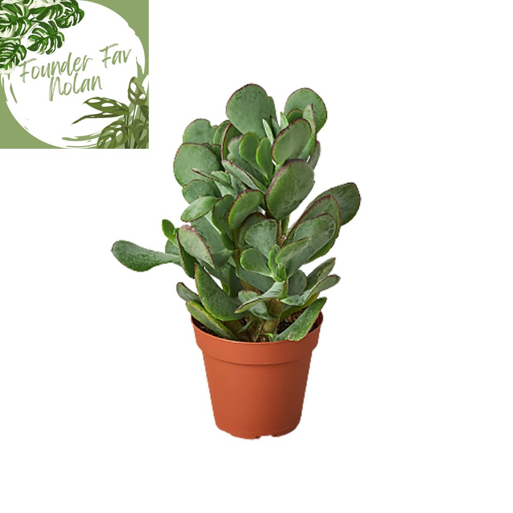 Crassula 'Silver Dollar' Indoor Plant - Mental Houseplants™