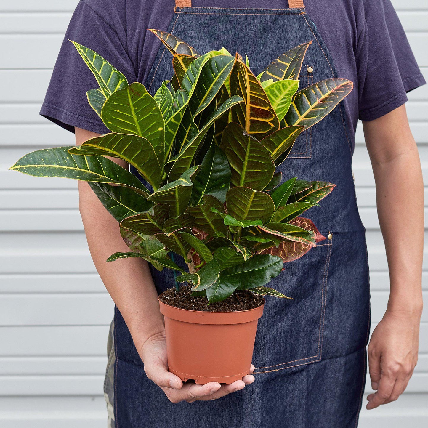 Croton 'Joseph's Coat' Indoor Plant - Mental Houseplants™