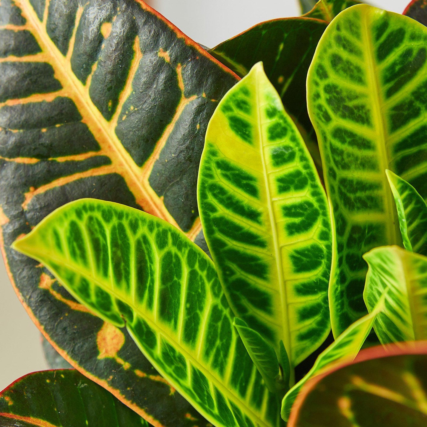 Croton 'Joseph's Coat' Indoor Plant - Mental Houseplants™
