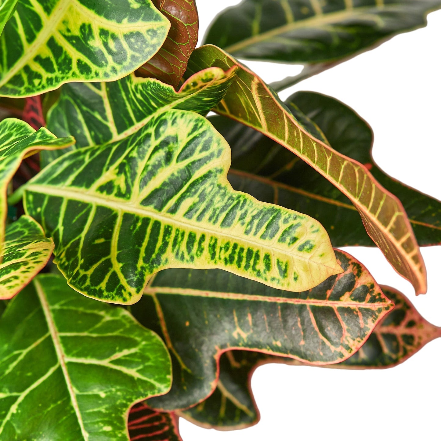 Croton 'Oak Leaf' Indoor Plant - Mental Houseplants™