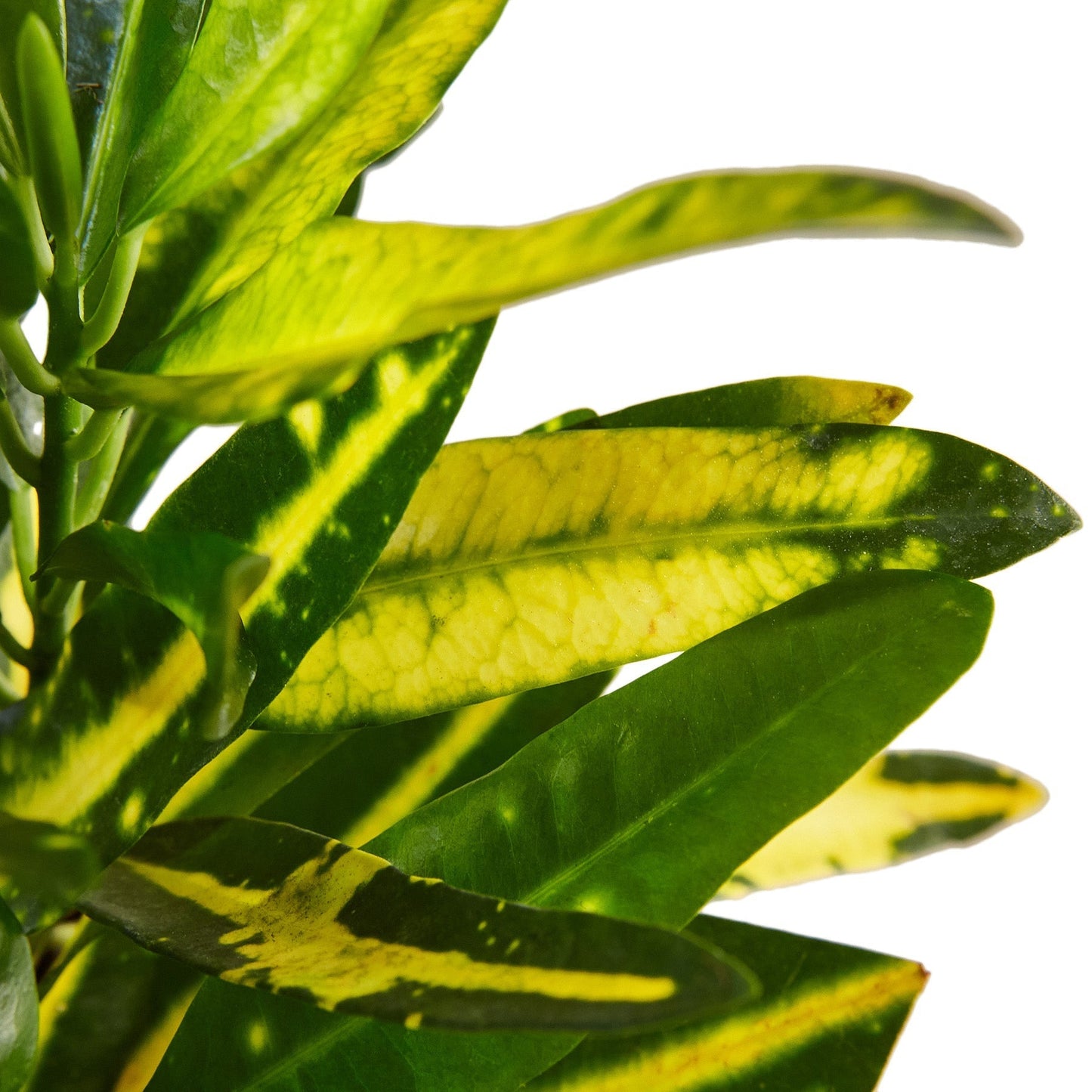 Croton 'Sunny Star' Indoor Plant - Mental Houseplants™
