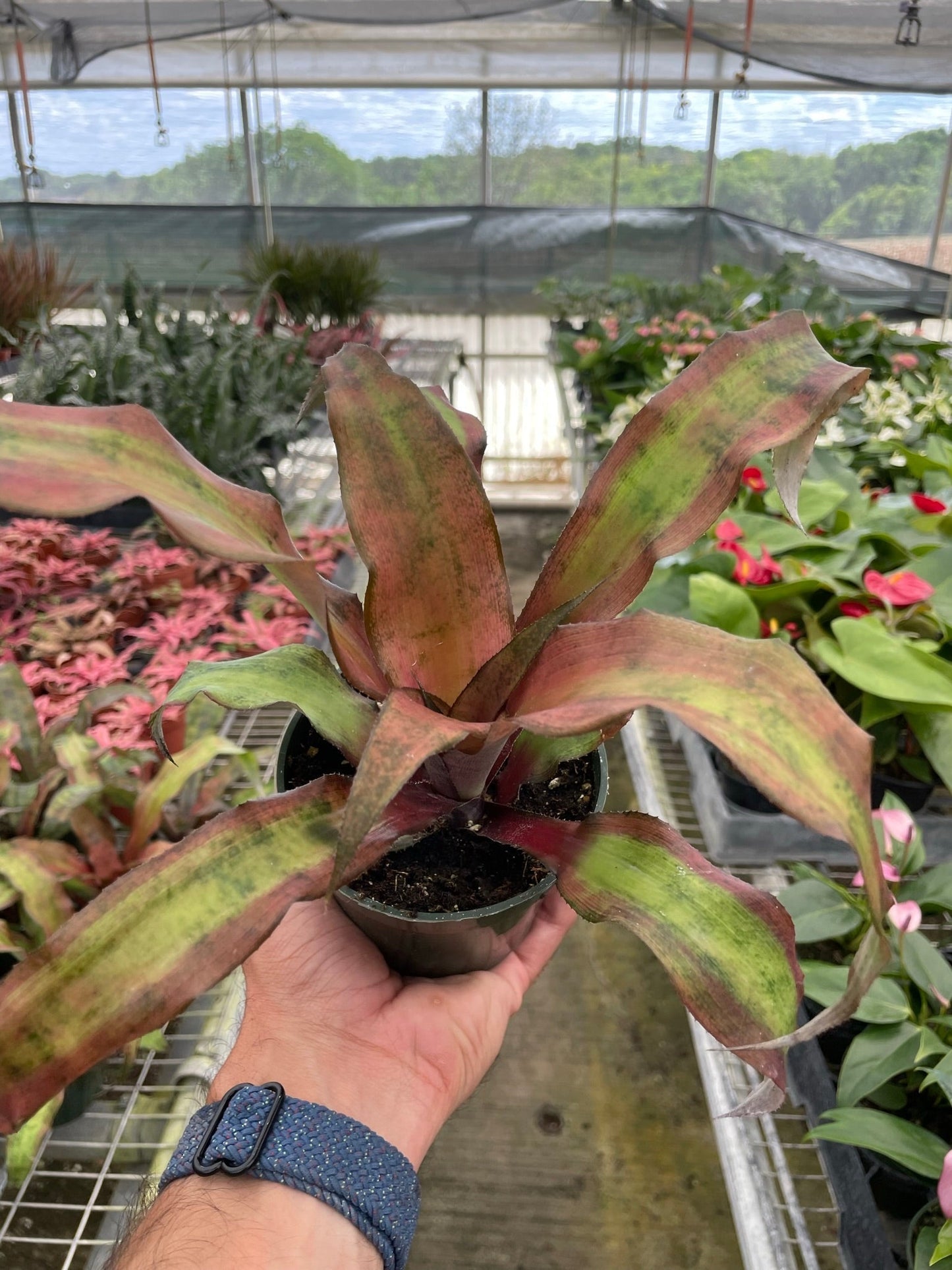 Cryptanthus 'Calypso' Indoor Plant - Mental Houseplants™